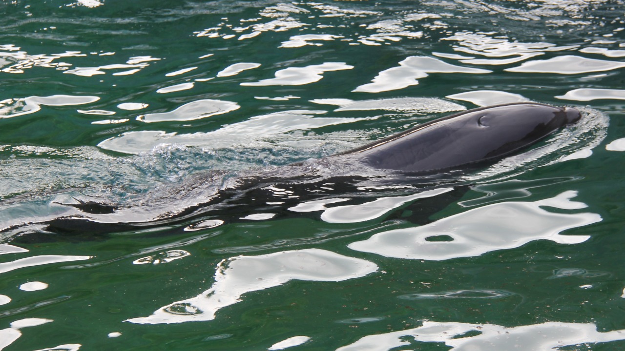 Image Credit: Laika ac from USA - CC BY-SA 2.0/Wiki Commons