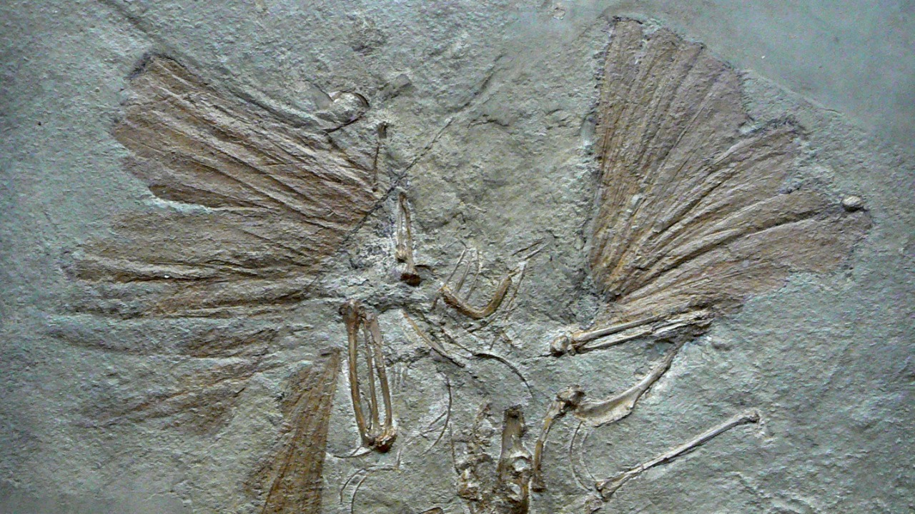 Image Credit: LadyofHats - Public domain/Wiki Commons