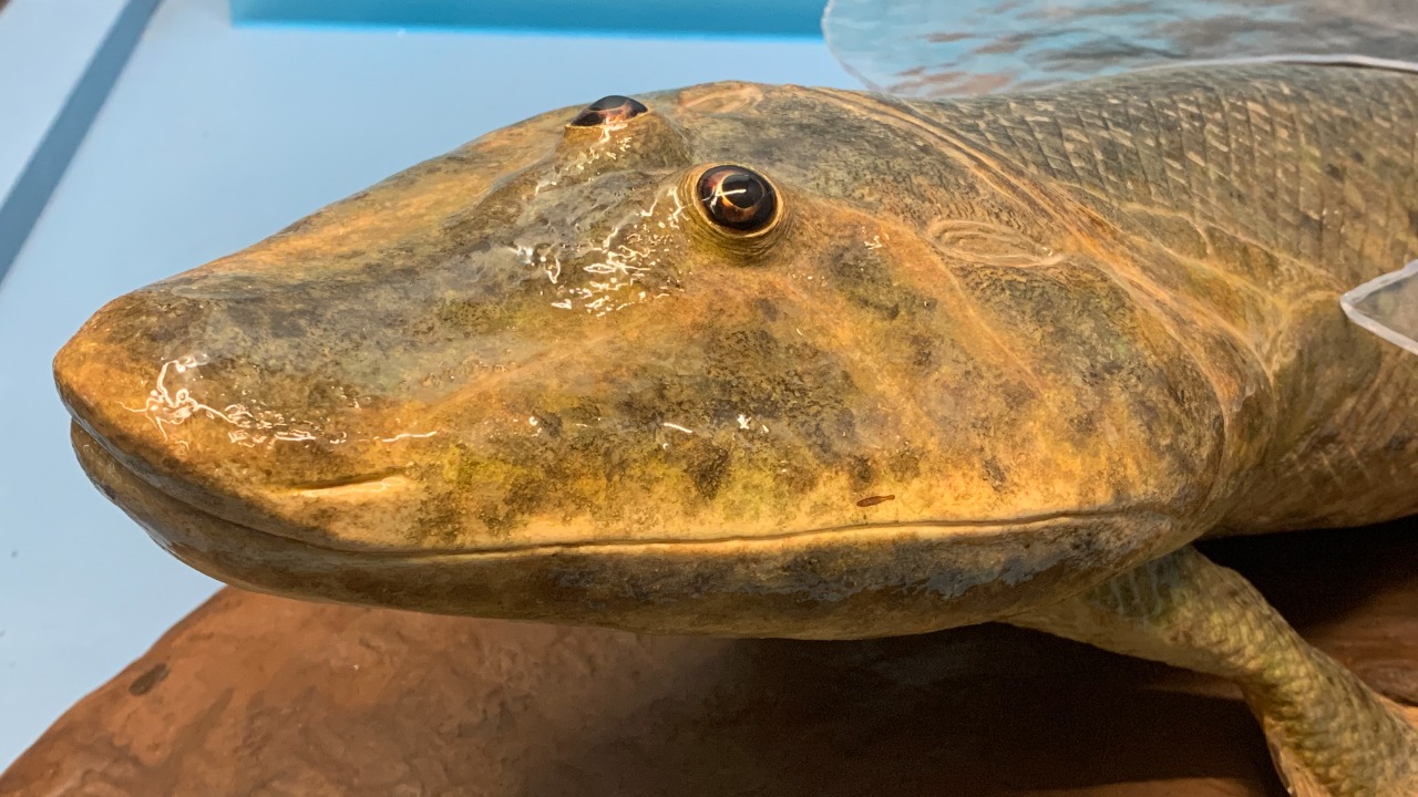 Image Credit: Bloopityboop - CC BY-SA 4.0/Wiki Commons