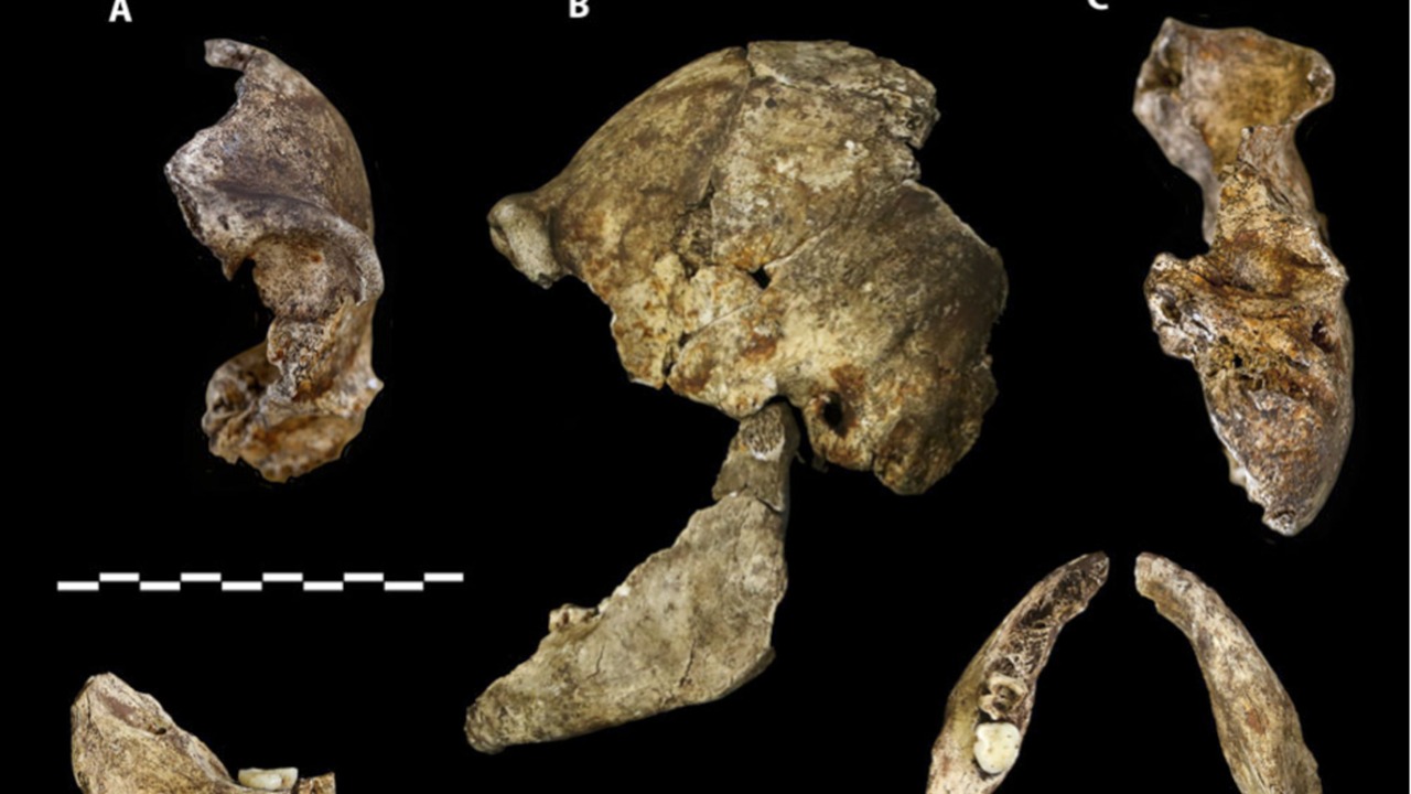 Image Credit: Lee Roger Berger research team - CC BY 4.0/Wiki Commons