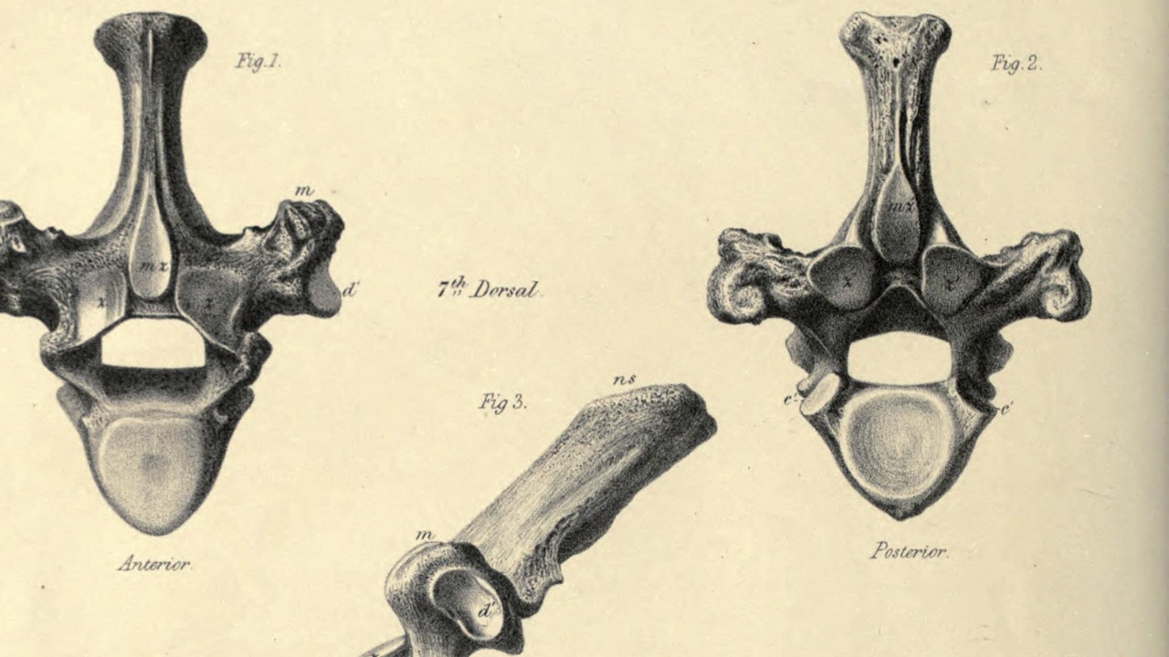 Image Credit: Owen, Richard - Public domain/Wiki Commons