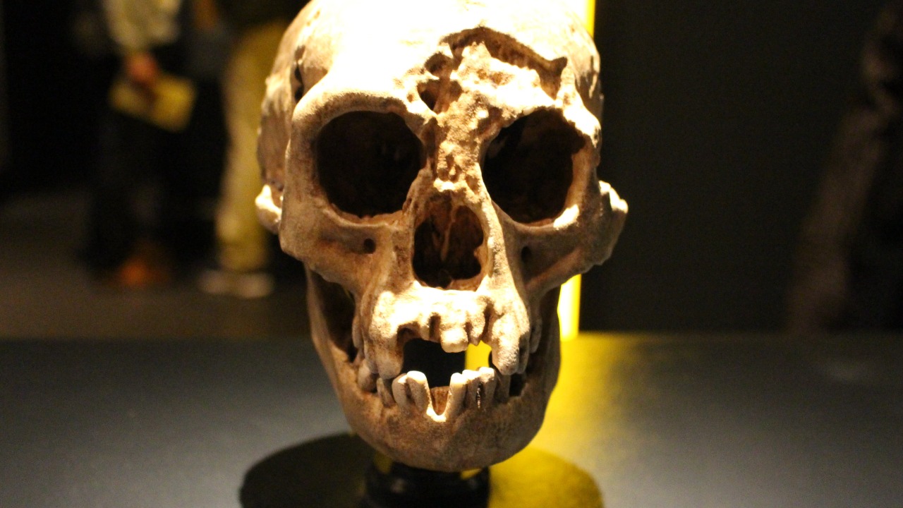 Image Credit: Emőke Dénes - CC BY-SA 4.0/Wiki Commons