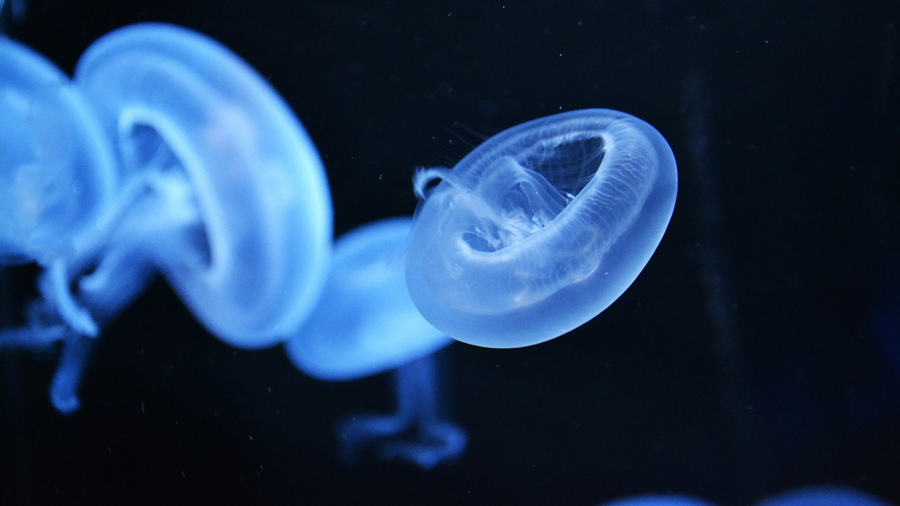 sztankovics/Unsplash