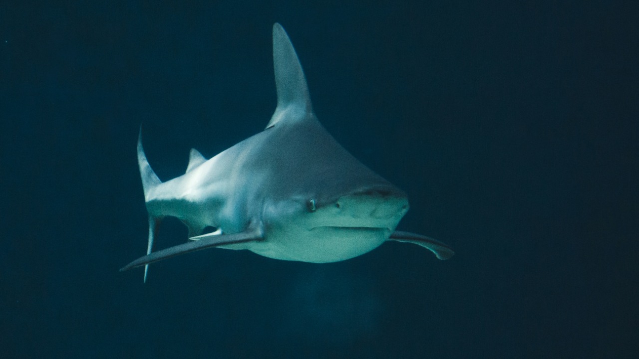 sofia_rotaru/Unsplash