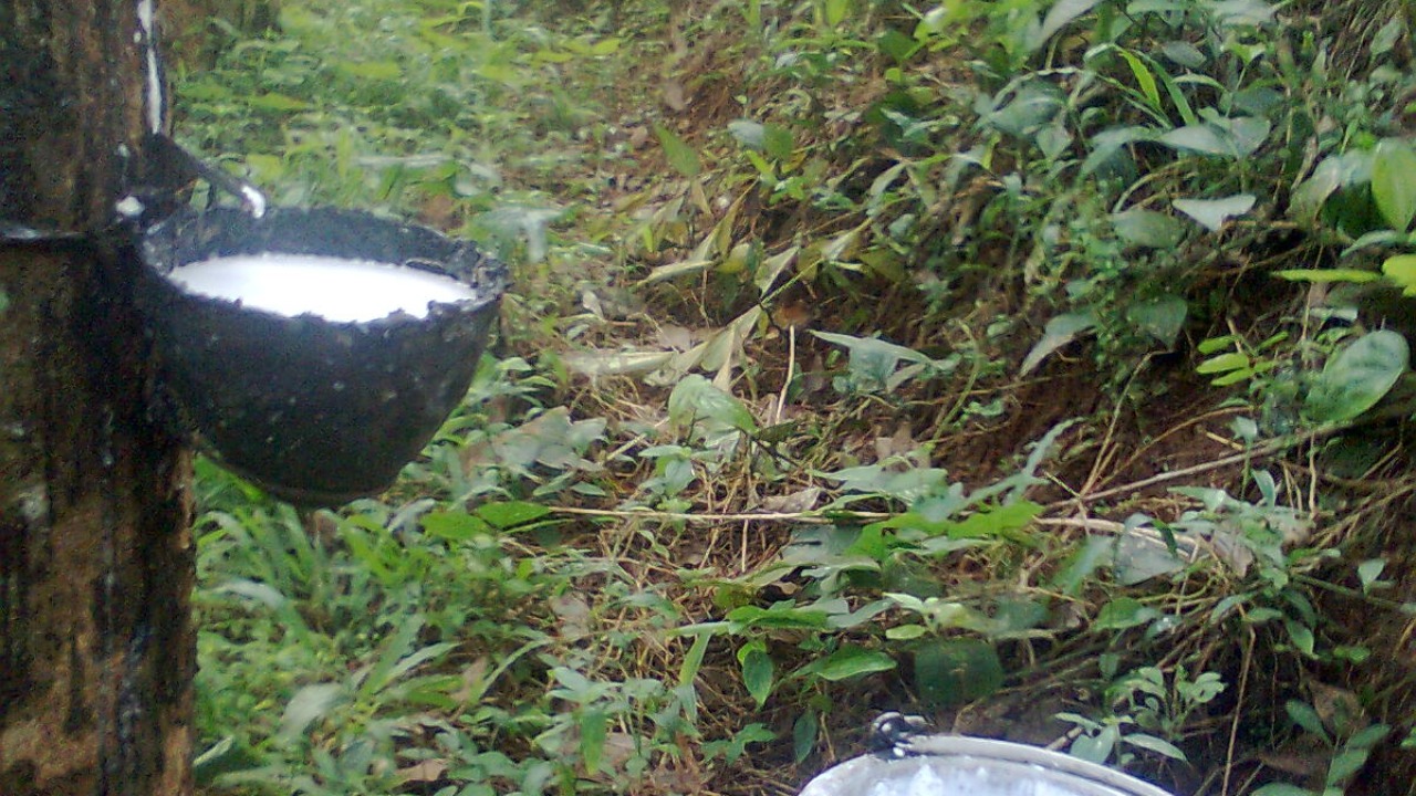 Image Credit: Irvin calicut - Public domain/Wiki Commons