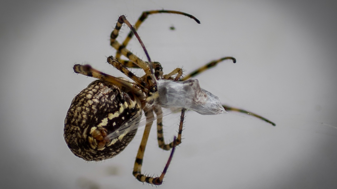 Image Credit: Das bender - CC BY-SA 3.0/Wiki Commons