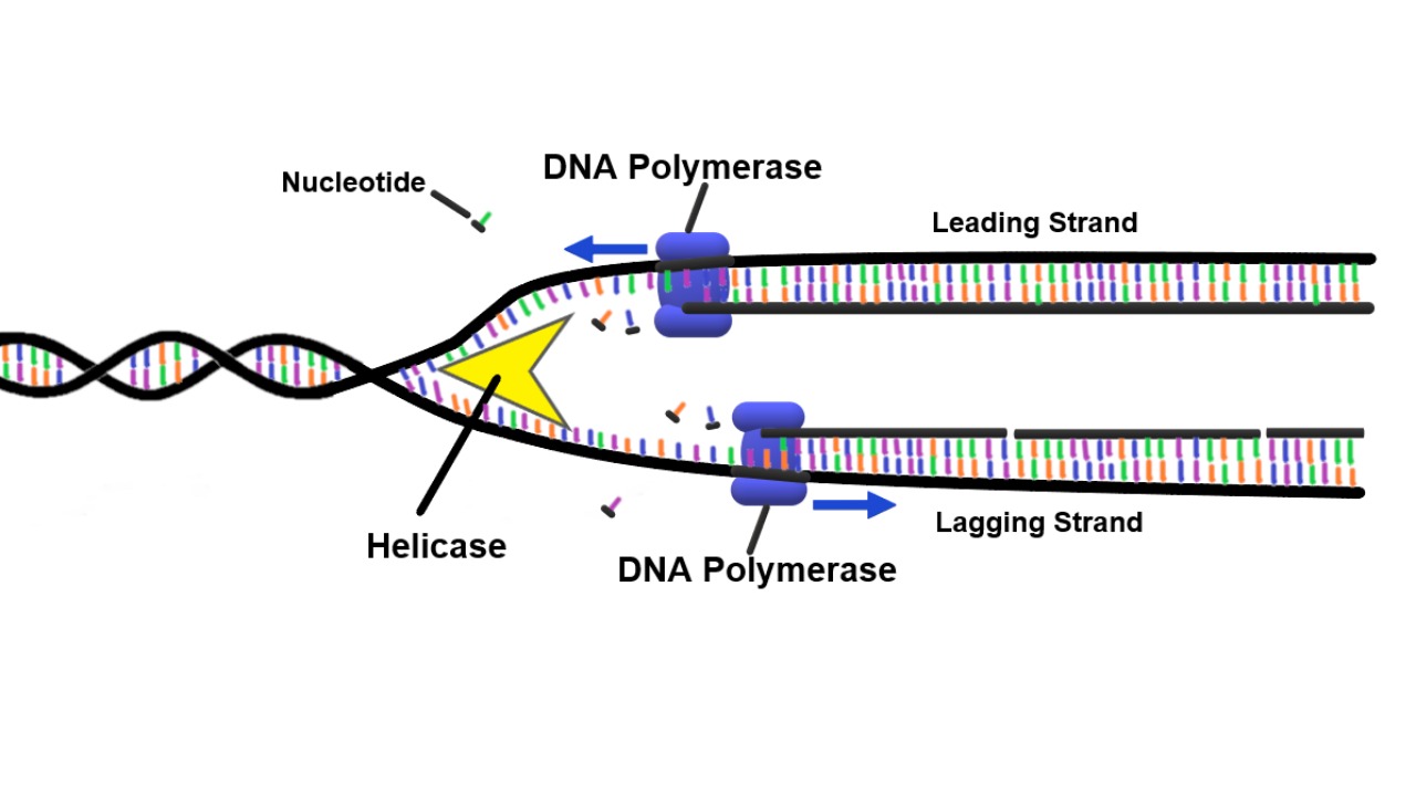 Image Credit: Christinelmiller - CC BY-SA 4.0/Wiki Commons