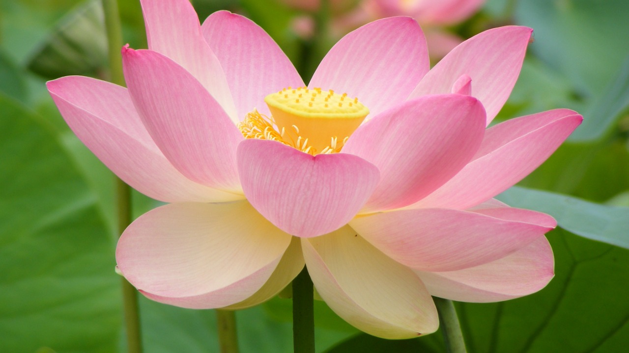 Image Credit: Peripitus - CC BY-SA 4.0/Wiki Commons