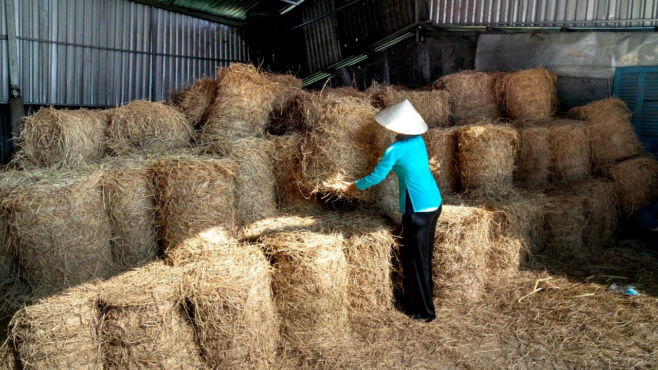 Quang Nguyen Vinh/Pexels