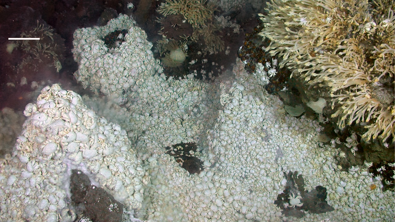 Image Credit: A. D. Rogers et al. - CC BY 2.5/Wiki Commons