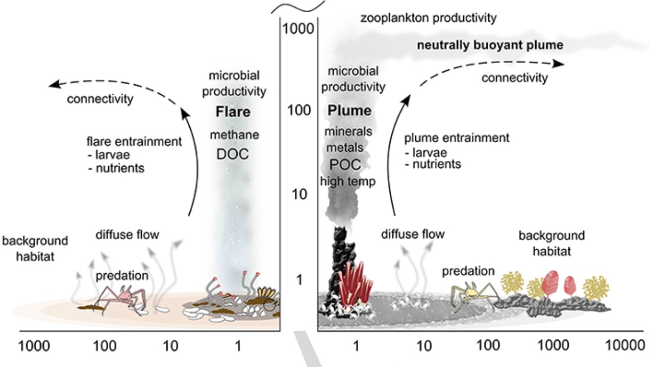 Image Credit: Levin LA, Baco AR, Bowden DA, Colaco A, Cordes EE, Cunha MR, Demopoulos AWJ, Gobin J, Grupe BM, Le J, Metaxas A, Netburn AN, Rouse GW, Thurber AR, Tunnicliffe V, Van Dover CL, Vanreusel A and Watling L - CC BY 4.0/Wiki Commons
