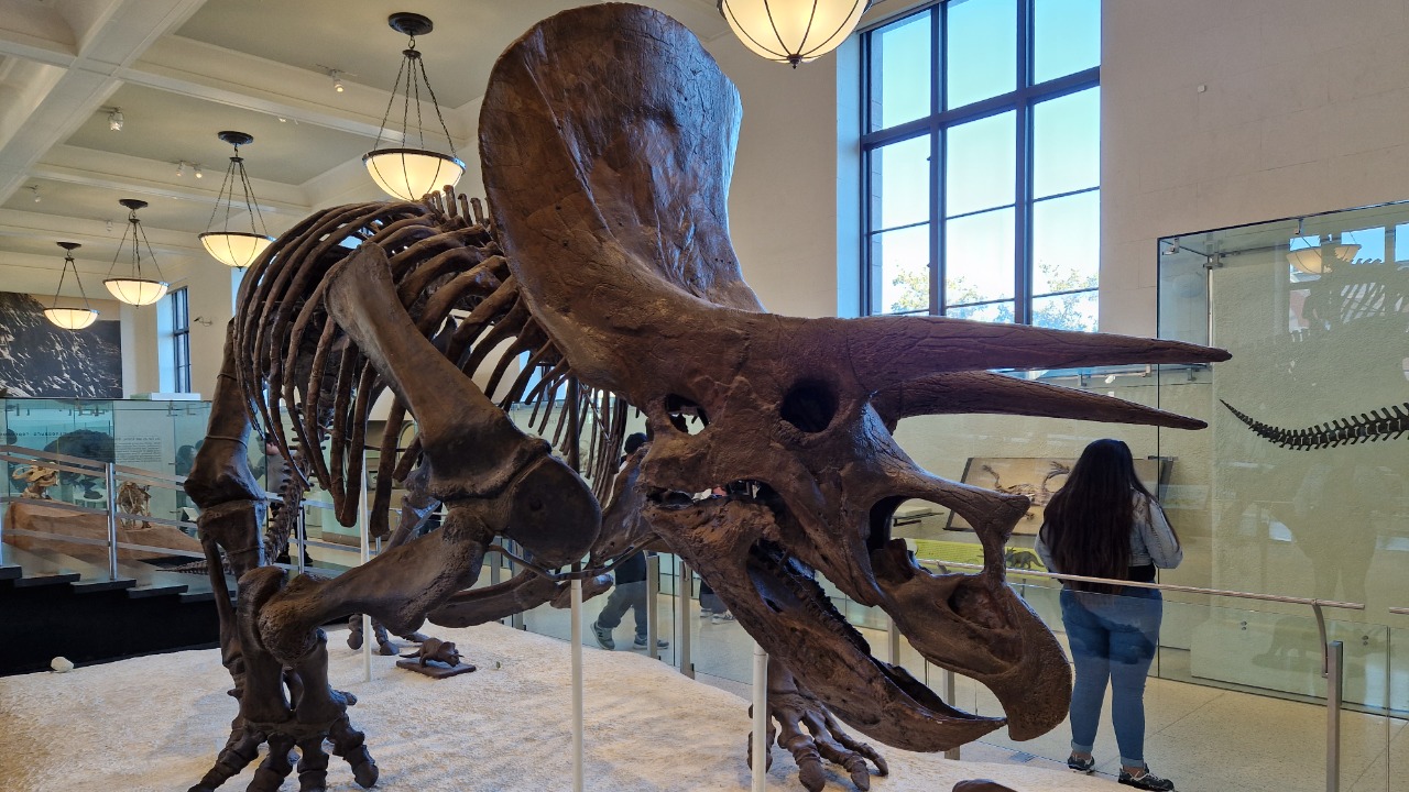 Image Credit: Jakub Hałun - CC BY 4.0/Wiki Commons