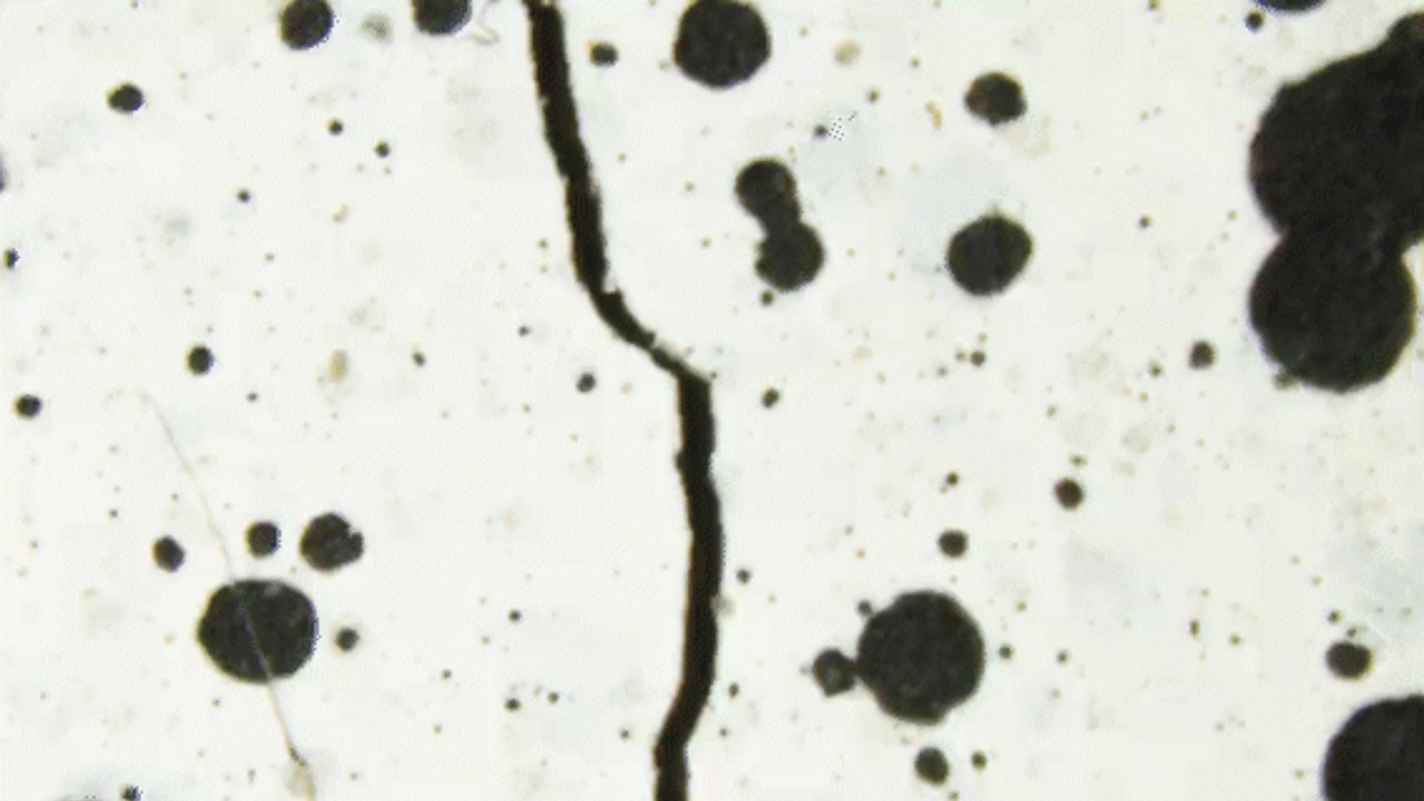 Image Credit: Niranjan Prabhu K - CC BY-SA 4.0/Wiki Commons