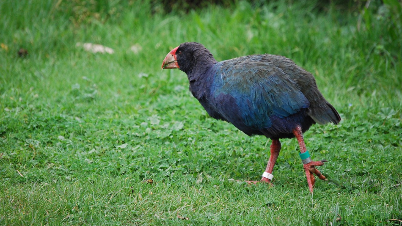 Image Credit: Ashleigh Thompson - CC BY 2.0/Wiki Commons