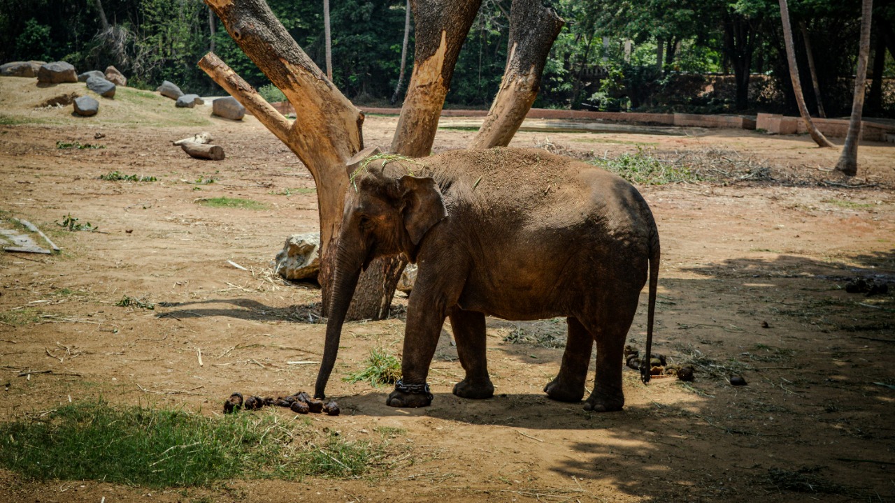 chaitanya_rayampally/Unsplash