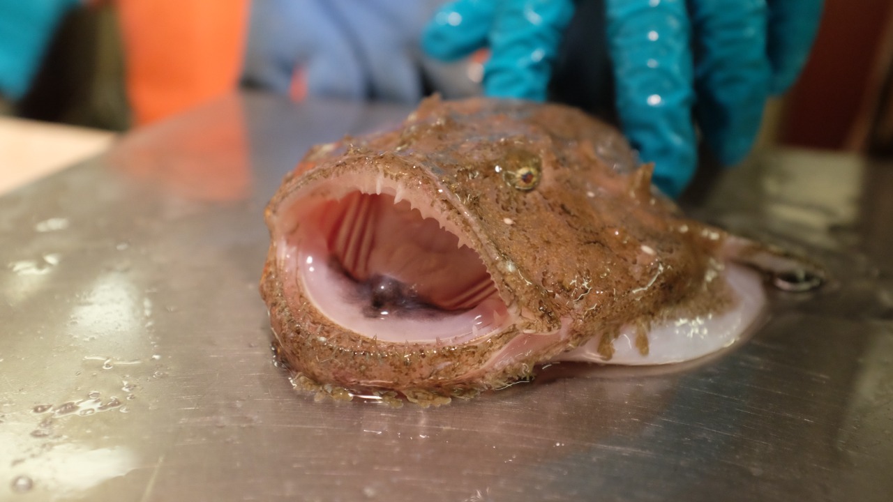 Image Credit: Randel Kreitsberg - CC BY 4.0/Wiki Commons