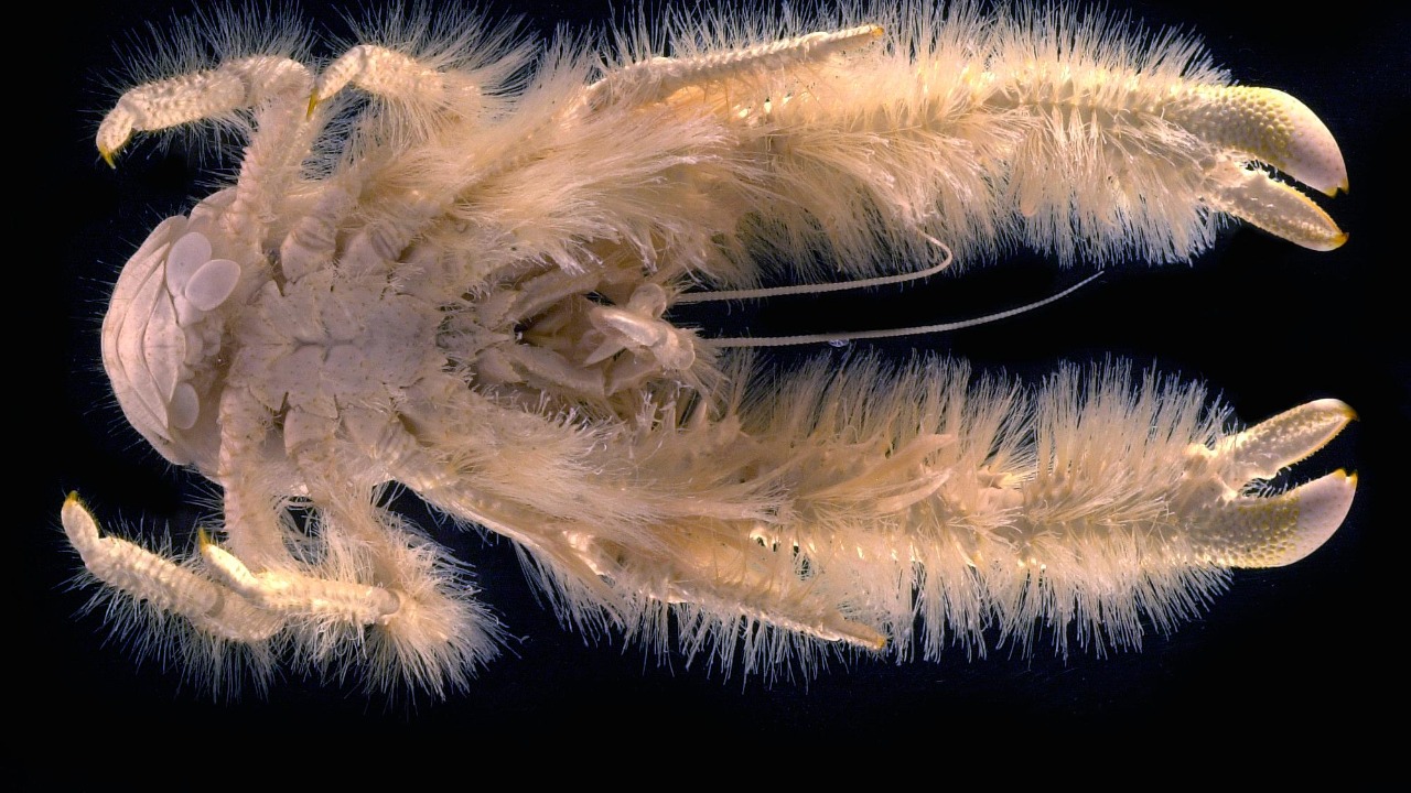 Image Credit: Alexis Fifis (Ifremer), null - CC BY 4.0/Wiki Commons