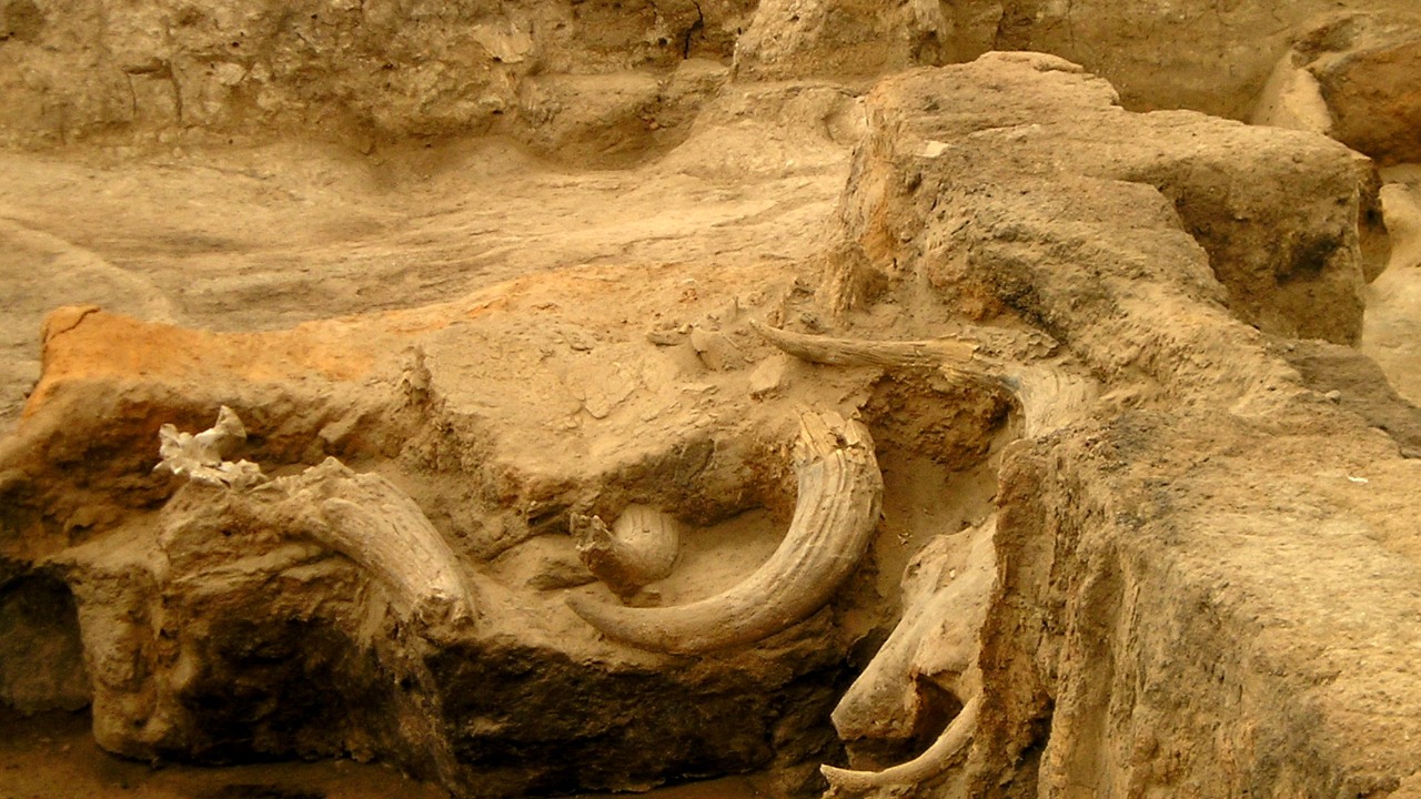 Image Credit: Verity Cridland - CC BY 2.0/Wiki Commons