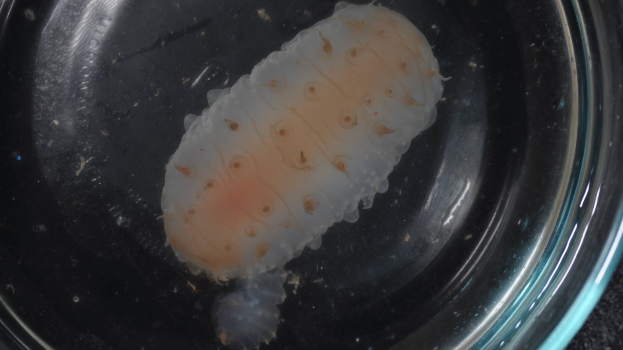 Image Credit: unknown - CC0/Wiki Commons