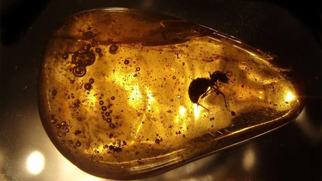 Insect_in_amber_1280x720