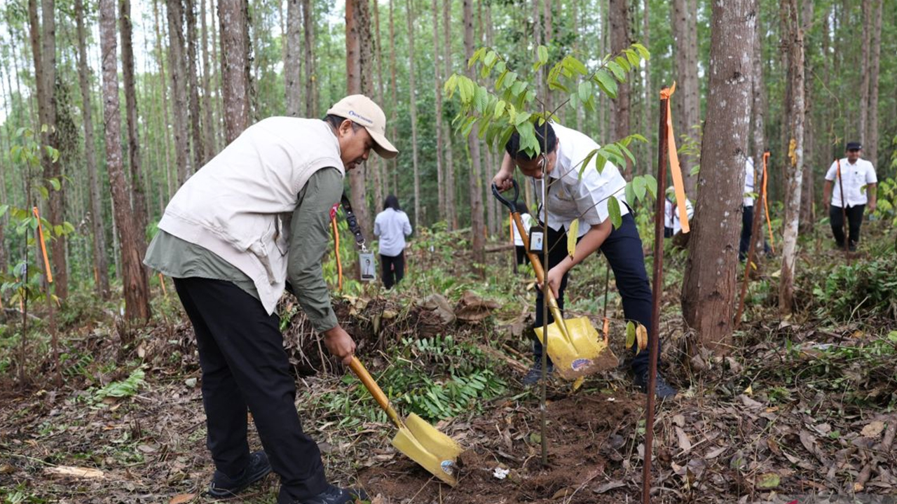 OIKN plants 600 tree seedlings in Nusantara tropical rainforest