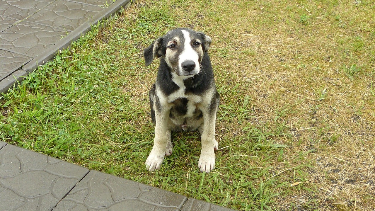 Image Credit: Jbuket - CC BY-SA 3.0/Wiki Commons