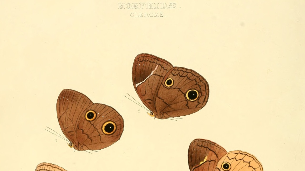 Image Credit: William Chapman Hewitson - Public domain/Wiki Commons