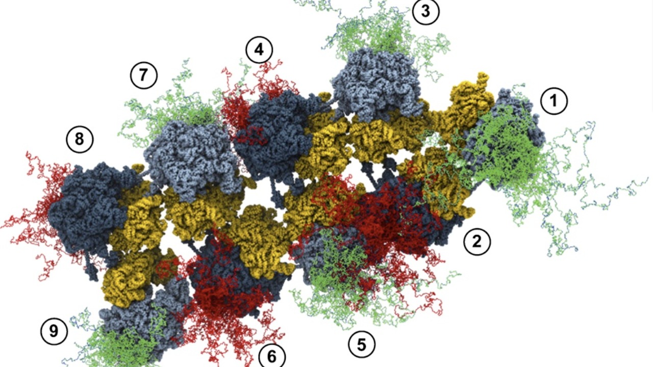 Image Credit: jurvetson - CC BY 2.0/Wiki Commons