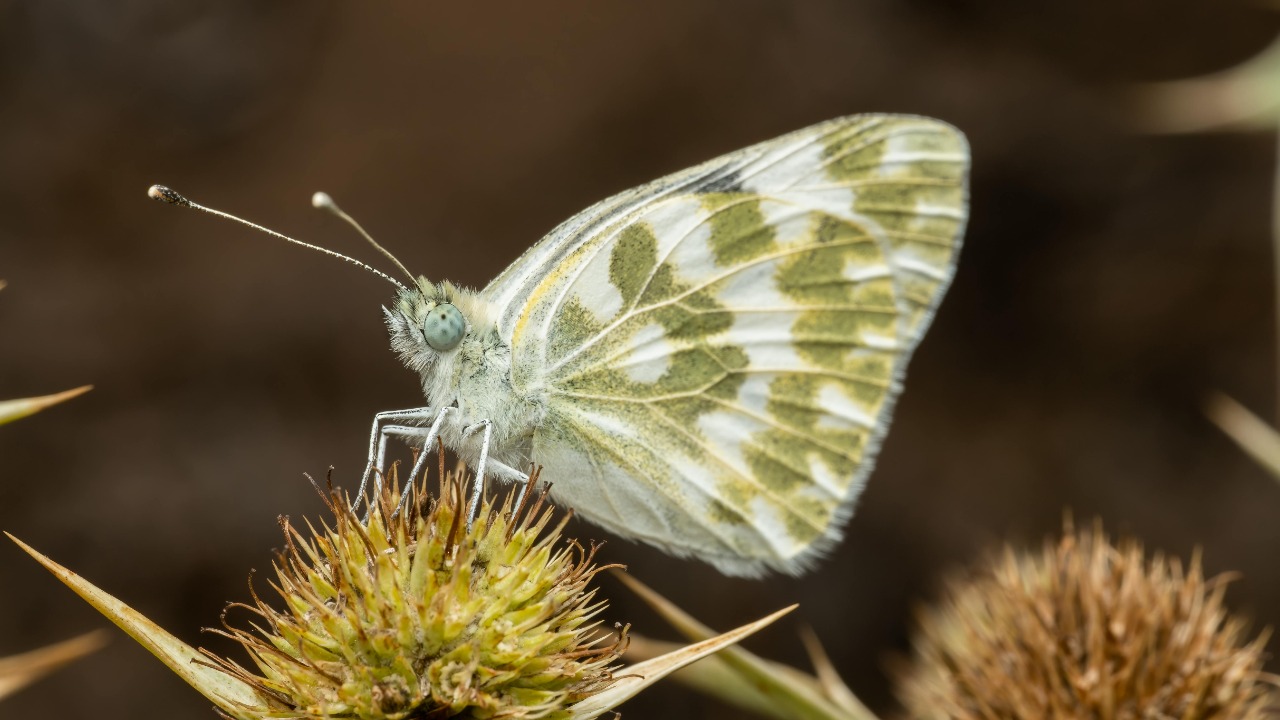 Rafael Minguet Delgado/Pexels