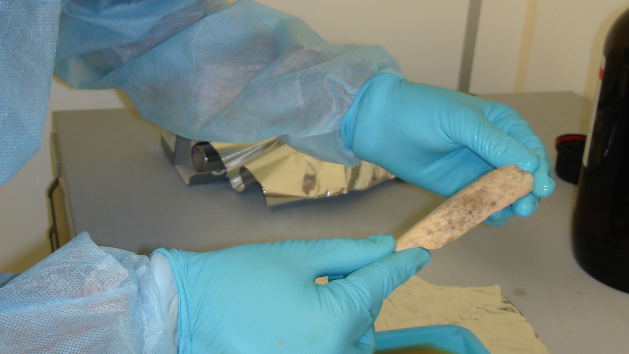 Image Credit: Max Planck Institute for Evolutionary Anthropology - Public domain/Wiki Commons