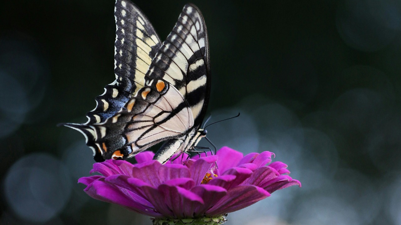 Jennifer Murray/Pexels