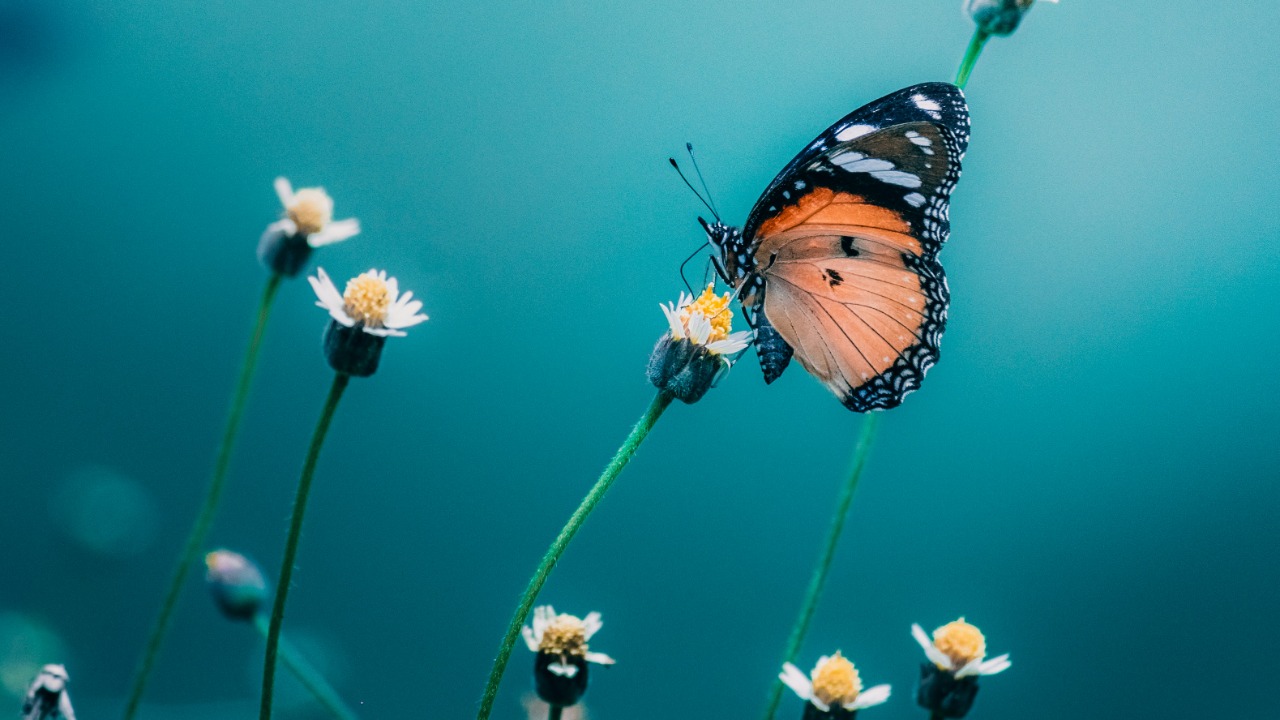 sagarkulkarni/Unsplash