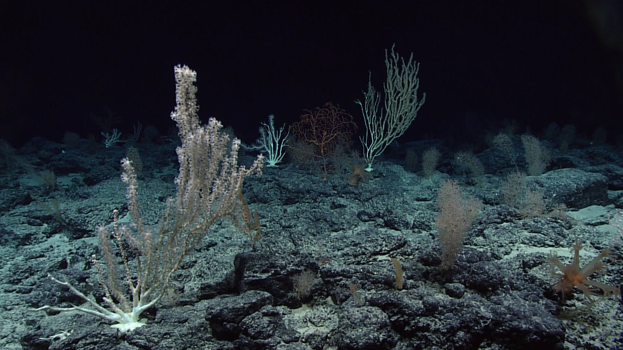 Image Credit: NOAA Office of Ocean Exploration and Research, Deep-Sea Symphony: Exploring the Musicians Seamounts - Public domain/Wiki Commons