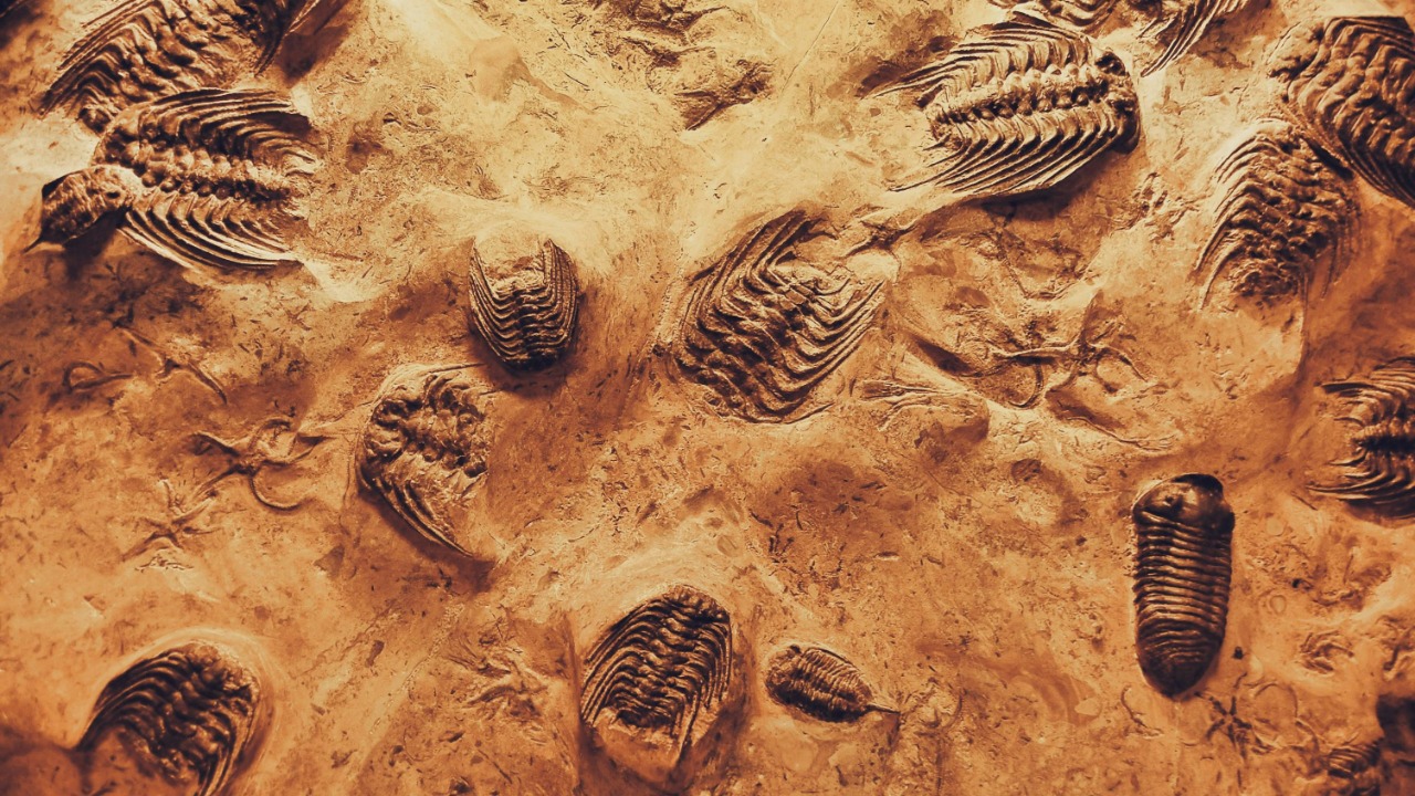 Alejandro Quintanar/Pexels