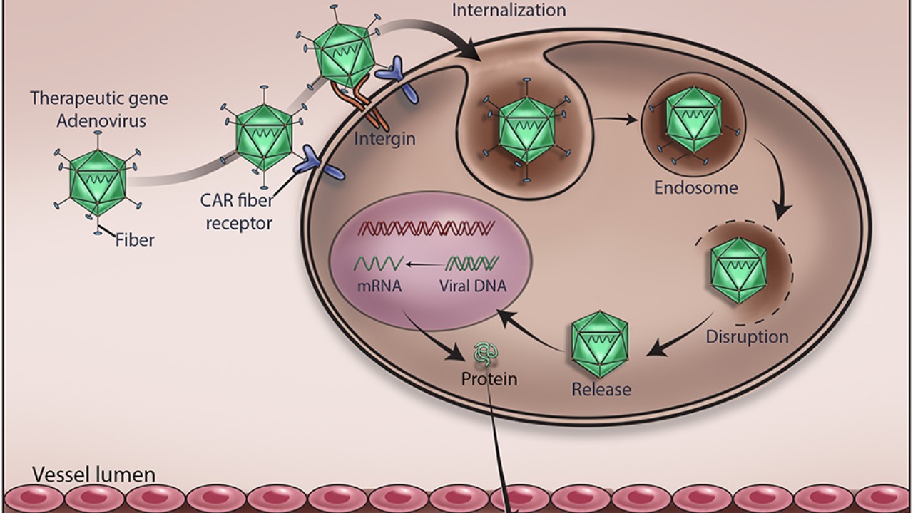 Image Credit: Goswami R, Subramanian G, Silayeva L, Newkirk I, Doctor D, Chawla K, Chattopadhyay S, Chandra D, Chilukuri N and Betapudi V - CC BY 4.0/Wiki Commons