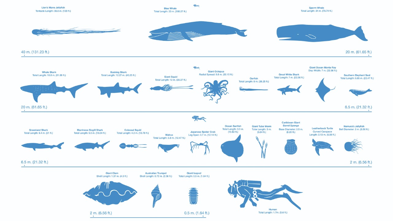 Image Credit: Craig R. McClain1,2, Meghan A. Balk3, Mark C. Benfield4, Trevor A. Branch5, Catherine Chen2, James Cosgrove6, Alistair D.M. Dove7, Leo C. Gaskins2, Rebecca R. Helm8, Frederick G. Hochberg9, Frank B. Lee2, Andrea Marshall10, Steven E. McMurray11, Caroline Schanche2, Shane N. Stone2, Andrew D. Thaler - CC BY 4.0/Wiki Commons