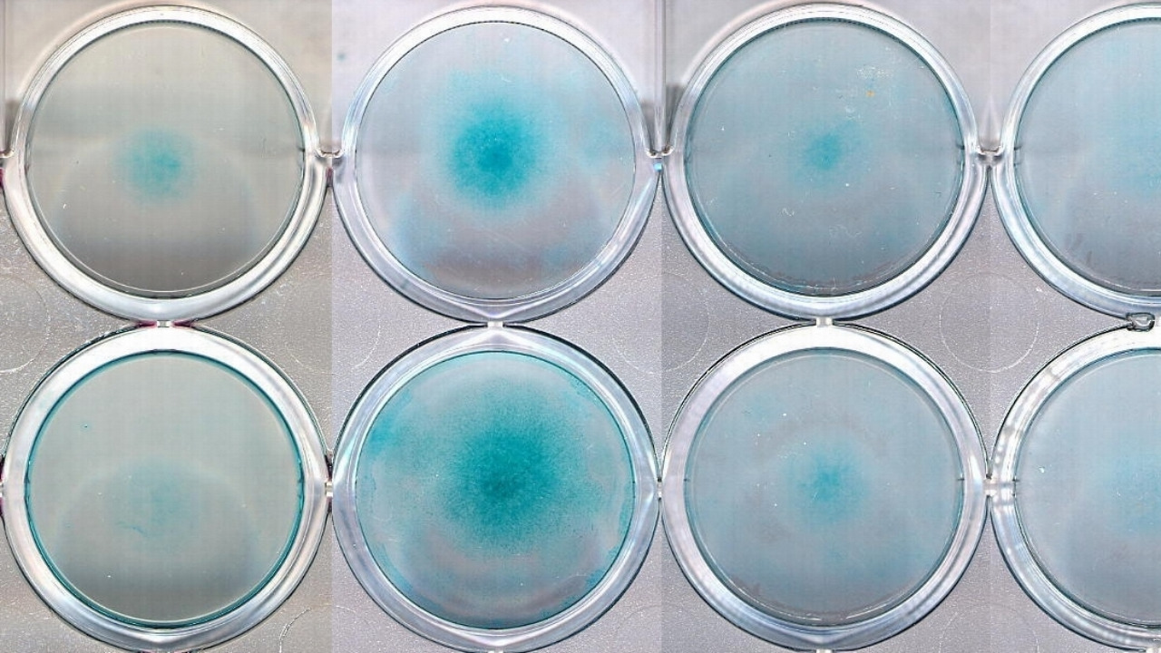 Image Credit: Original uploader was en:User:Cquan at en.wikipedia - CC BY 2.5/Wiki Commons