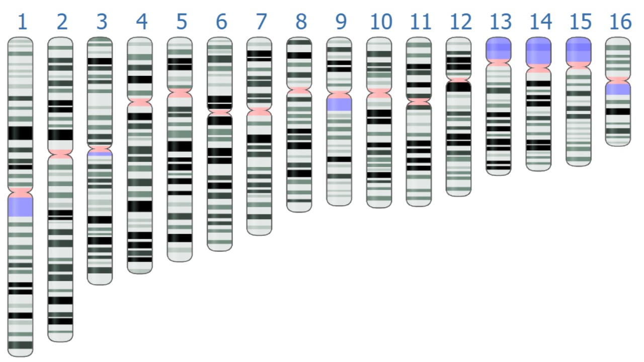 Image Credit: National Center for Biotechnology Information, screenshot by Aarón Mayo - Public domain/Wiki Commons
