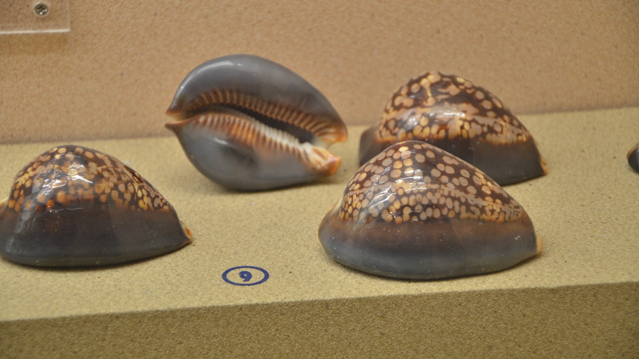 Image Credit: Amada44 - CC BY-SA 3.0/Wiki Commons