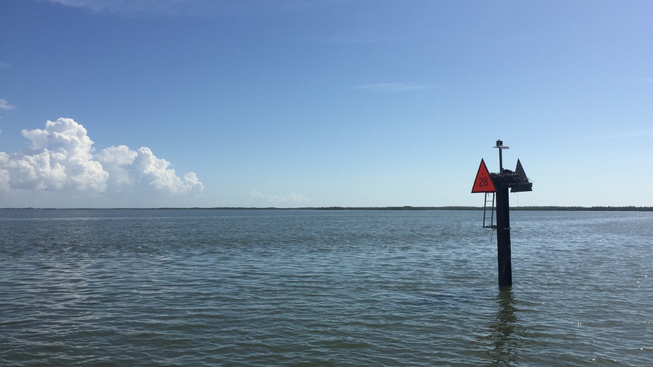 Image Credit: evergladesnps - Public domain/Wiki Commons