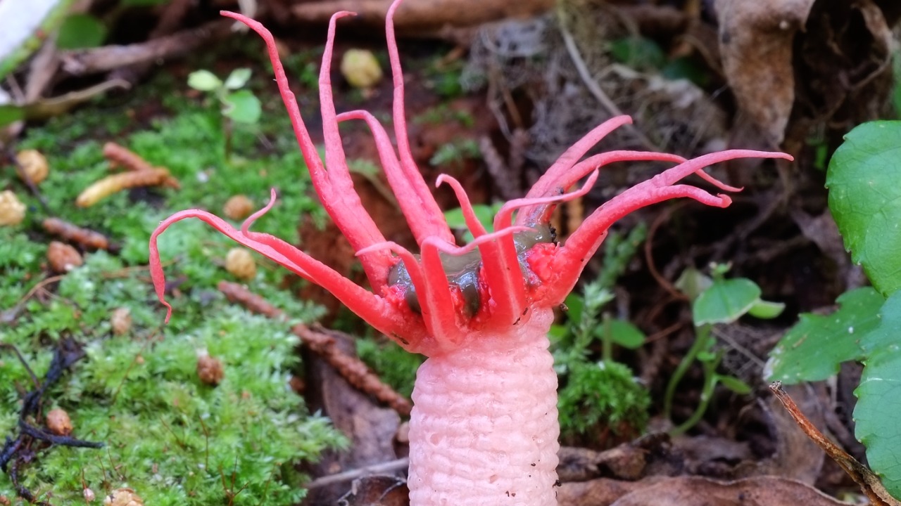 Image Credit: Pseudopanax at English Wikipedia - Public domain/Wiki Commons