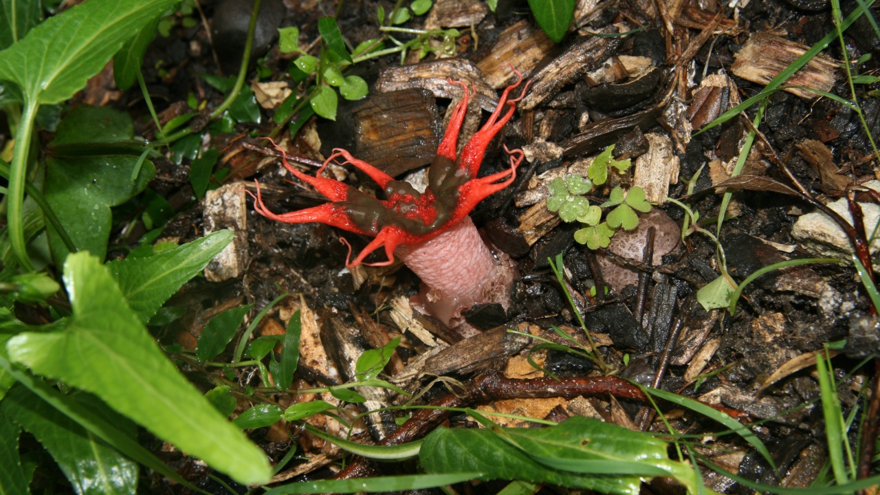 Image Credit: No machine-readable author provided. Casliber assumed (based on copyright claims). - CC BY-SA 3.0/Wiki Commons