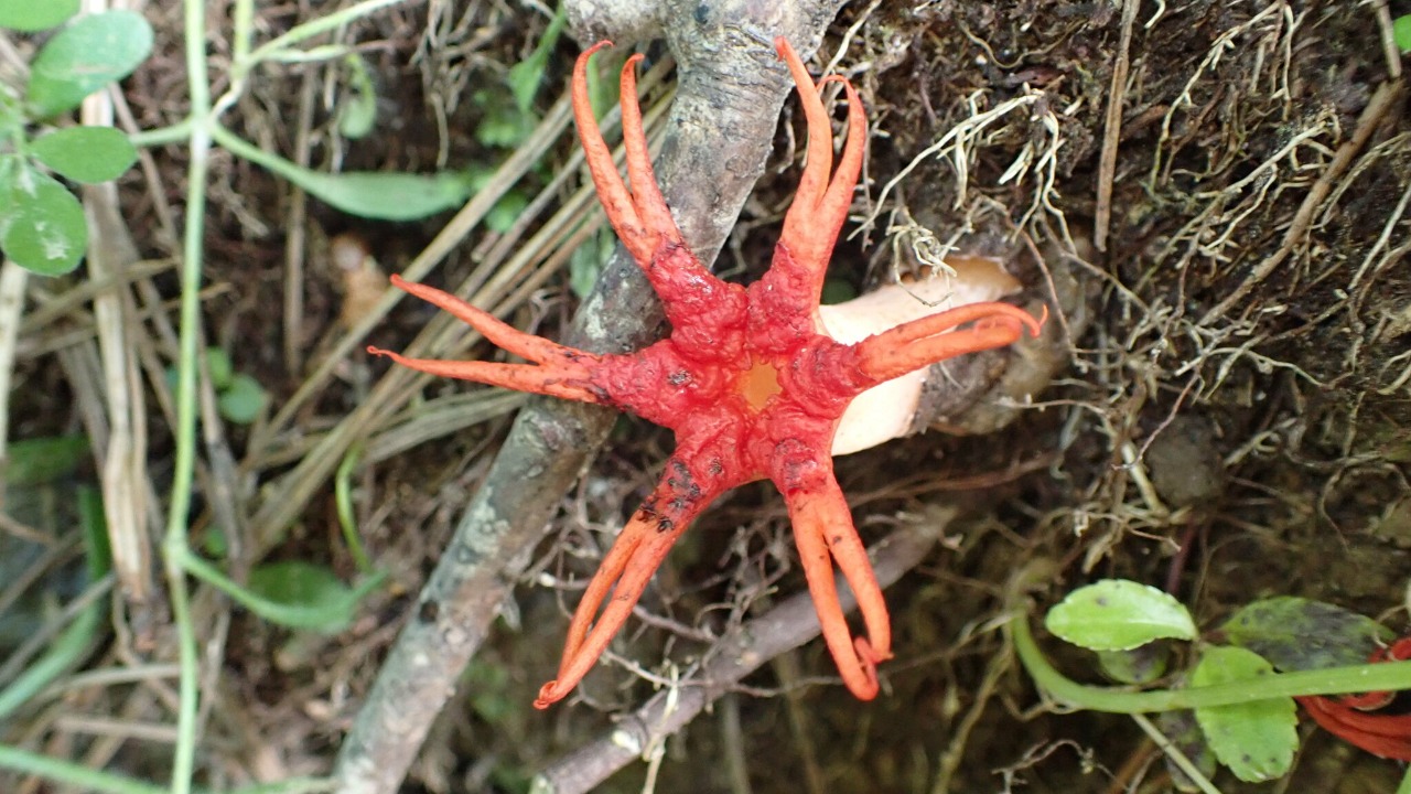 Image Credit: Leon Perrie - CC BY 4.0/Wiki Commons