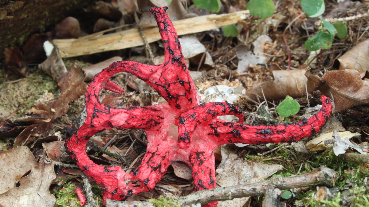 Image Credit: Holger Krisp - CC BY 3.0/Wiki Commons