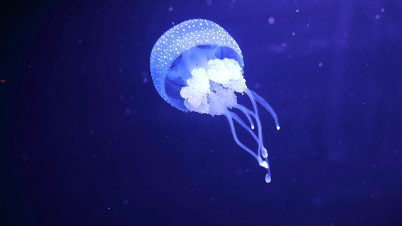 maksimshutov/Unsplash