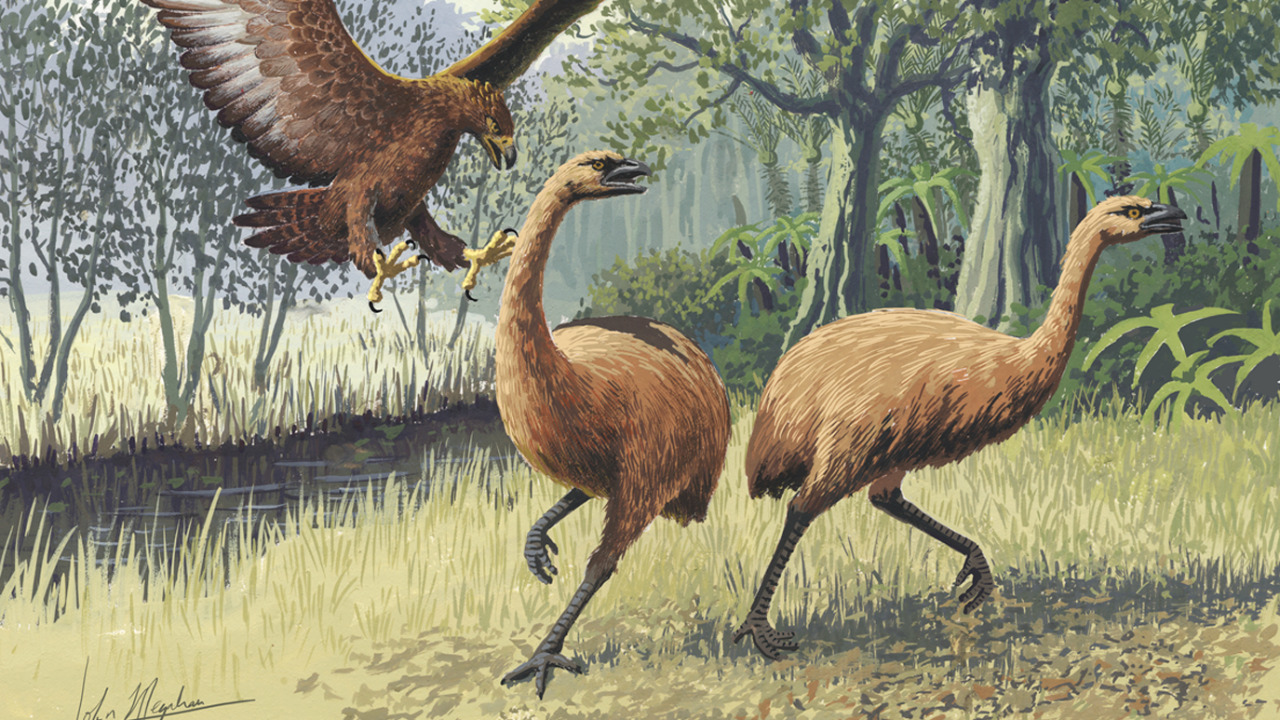 Image Credit: John Megahan - CC BY 2.5/Wiki Commons