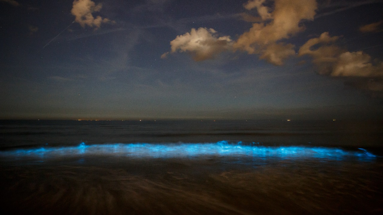 Image Credit: Sander van der Wel from Netherlands - CC BY-SA 2.0/Wiki Commons