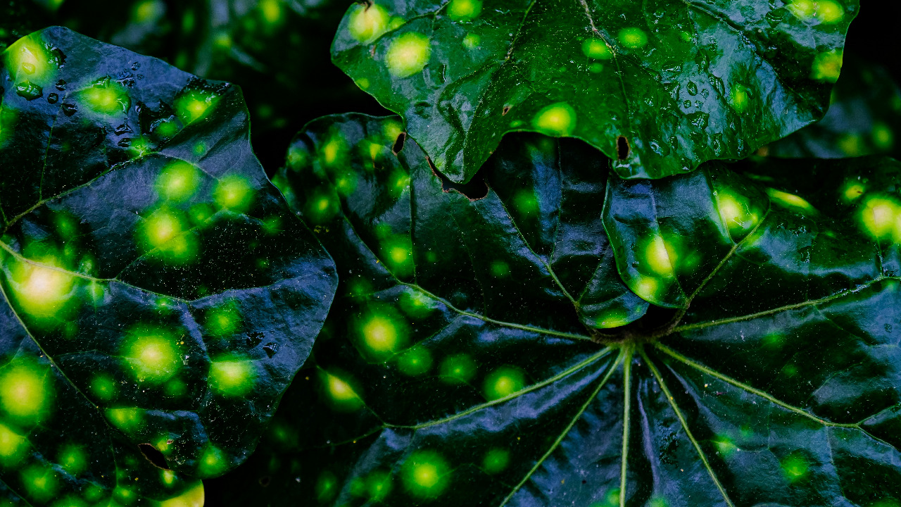 cestmoisheedy/Unsplash