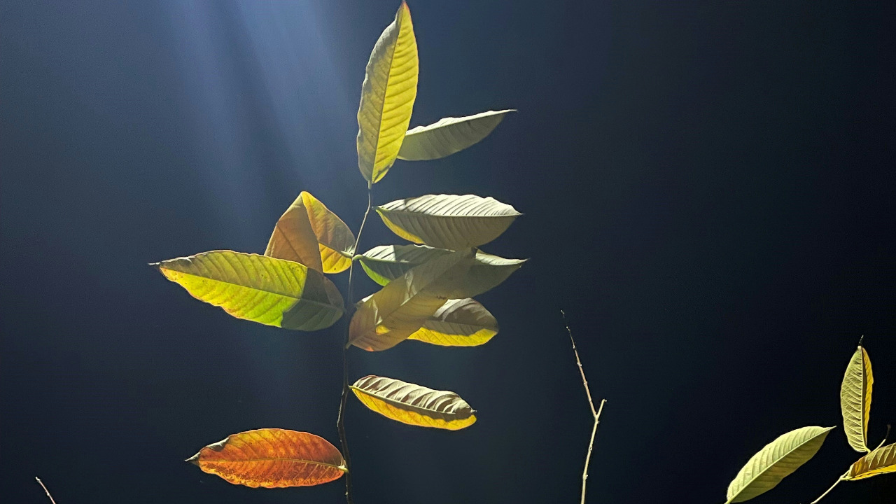 designsubho/Unsplash