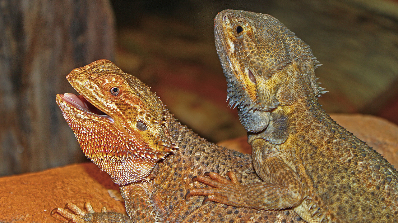 Image Credit: H. Zell - CC BY-SA 3.0/Wiki Commons